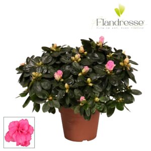 Rhododendron Terra Nova Azalea Flandresse® 'roze' 30 32 cm
(6 Plants/Order)(14cmP 30cmH)