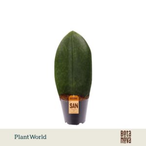 Sansevieria other ‘Masoniana’ Whale Fin
(6 Plants/Order)(12cmP 35cmH)