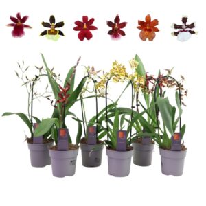 Cambria Inca mix 1 spike
(10 Plants/Order)(12cmP 45cmH)