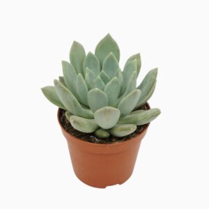 Pachyphytum Corvus Pachyveria 8,5 cm
(12 Plants/Order)(8.5cmP 12cmH)
