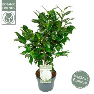 Camellia japonica Nuccio's Gem'
(1 Plants/Order)(19cmP 80cmH)