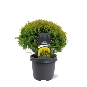 Thuja other dark yellow occidentalis 'Mirjam' (pbr)
(1 Plants/Order)(23cmP 35cmH)