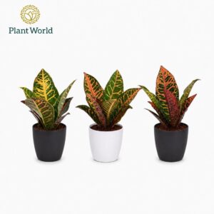 Codiaeum Petra Croton kopstek 7 cm in Sara Black White
(16 Plants/Order)(7cmP 25cmH)