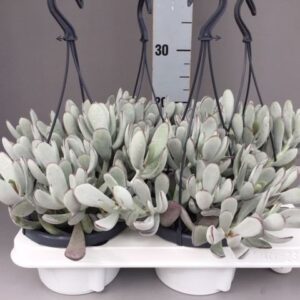 Cotyledon Coral
(7 Plants/Order)(14cmP 25cmH)