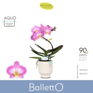 Phalaenopsis other Balletto Spinturn 1 spike in Emilia White Aquo
(3 Plants/Order)(12cmP 45cmH)