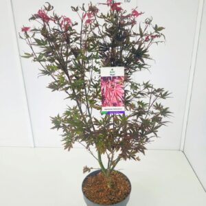 Acer palmatum Pixie 60-80C7
(1 Plants/Order)(25cmP 80cmH)