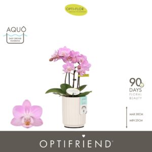 Phalaenopsis Multiflora Optifriend Lieke 3 spike in Molise White Aquo
(6 Plants/Order)(7cmP 25cmH)