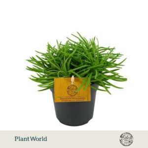 Senecio Himalaya 10,5cm
(10 Plants/Order)(10.5cmP 999cmH)