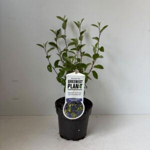 Ceanothus x delilianus Henry Desfo Henri Défossé'
(1 Plants/Order)(17cmP 35cmH)