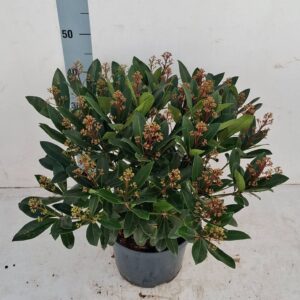 Skimmia japonica Rubella 23cm 40+ Flower
(1 Plants/Order)(23cmP 50cmH)