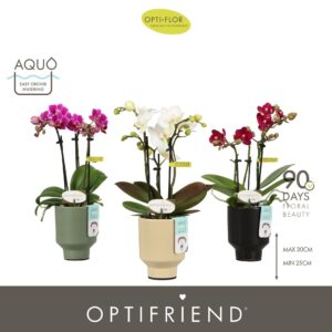 Phalaenopsis Multiflora Optifriend mix 3 spike in Emilia mix Aquo
(6 Plants/Order)(7cmP 25cmH)