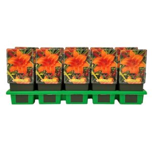 Hemerocallis My Reggae Tiger' P11
(10 Plants/Order)(11cmP 25cmH)