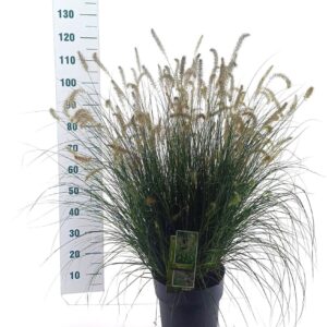 Pennisetum alopecuroides Hameln
(1 Plants/Order)(29cmP 110cmH)