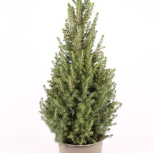 Picea glauca Conica
(1 Plants/Order)(23cmP 70cmH)