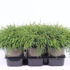 Chamaecyparis Filifera after pisifera
(6 Plants/Order)(15cmP 20cmH)