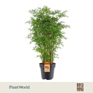 Polyscias fruticosa Hawaiiana Ming busch
(1 Plants/Order)(24cmP 100cmH)