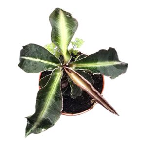 Labisia obtusifolia Pumila
(5 Plants/Order)(7cmP 10cmH)