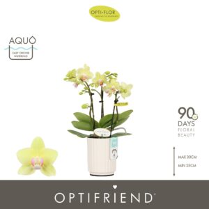 Phalaenopsis Multiflora Optifriend Lena 3 spike in Molise White Aquo
(6 Plants/Order)(7cmP 25cmH)
