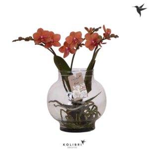 Phalaenopsis other orange (meerder Roots orange in Glas bowl transparant
(2 Plants/Order)(16cmP 50cmH)