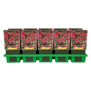 Prunella grandiflora Rubra' P11
(10 Plants/Order)(11cmP 25cmH)