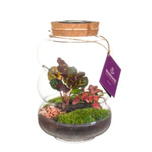 Indoor plants Wardians Terrarium - Pluto medium + SOLAR (LED rechargeable by solar & USB-C)
(3 Plants/Order)(17cmP 27cmH)