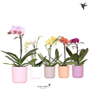 Phalaenopsis Multiflora 1 spike in Simplicity Pot
(8 Plants/Order)(9cmP 40cmH)