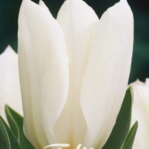 Droge Bulbs Tulipa Fosteriana Purissima x10 12/+
(10 Plants/Order)(20cmP 20cmH)