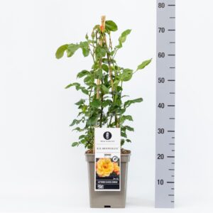 Rosa (K) Moonlight C5, 4 stok 90 cm
(1 Plants/Order)(23cmP 40cmH)