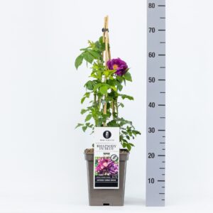 Rosa (K) Rhapsody in Blue C5, 4 stok 90 cm
(1 Plants/Order)(23cmP 40cmH)