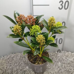 Skimmia japonica 'Trio-Colour'
(15 Plants/Order)(10.5cmP 30cmH)