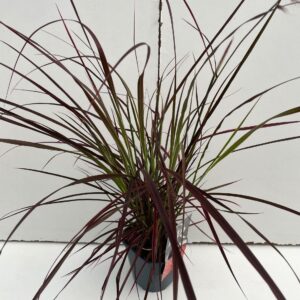 Pennisetum Fireworks'
(6 Plants/Order)(17cmP 40cmH)