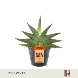 Sansevieria other Helios P10,5
(8 Plants/Order)(10.5cmP 20cmH)