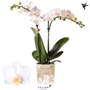 Phalaenopsis Multiflora FInland 2 spike
(12 Plants/Order)(9cmP 40cmH)