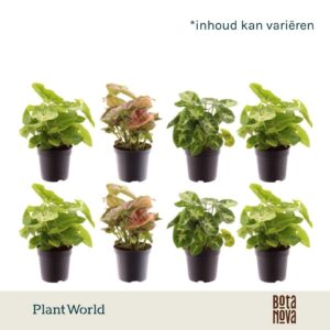 Syngonium mix
(16 Plants/Order)(7cmP 15cmH)