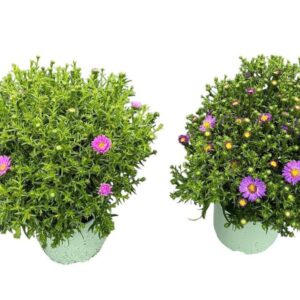 Aster (Novi-belgii Grp) Henri I Pur Types
(6 Plants/Order)(17cmP 40cmH)