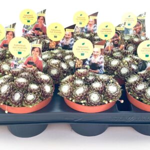 Sempervivum SEMPERVIVUM COLOROCKZ SPECTRUM SHIFTER 10.5 'Belsemcob3' *** New in het aanbod
(9 Plants/Order)(10.5cmP 10cmH)