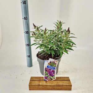 Buddleja Butterfly Candy Little Pur d. ('BotEx 001'PBR)
(1 Plants/Order)(19cmP 35cmH)
