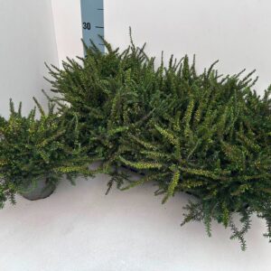 Erica Darley x ROTE_T11
(8 Plants/Order)(11cmP 18cmH)