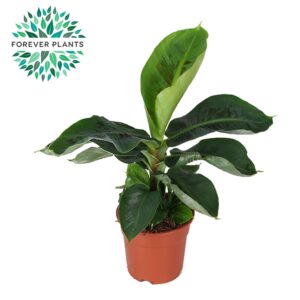 Musa Tropicana Musa Oriental Dwarf p17
(6 Plants/Order)(17cmP 50cmH)