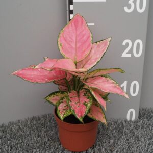 Aglaonema other pink
(6 Plants/Order)(10.5cmP 20cmH)