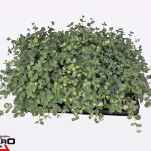 Sedum sieboldii Mediovariegatum
(8 Plants/Order)(12cmP 18cmH)