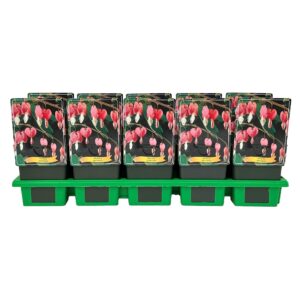 Dicentra spectabilis
(10 Plants/Order)(11cmP 25cmH)