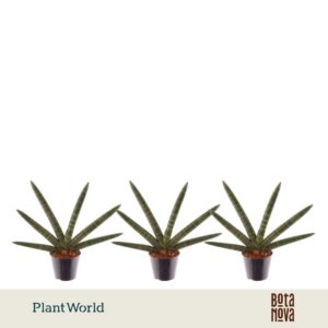 Sansevieria Cylindrica Skyline P10,5
(8 Plants/Order)(10.5cmP 35cmH)