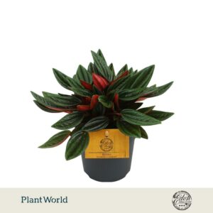 Peperomia Rosso 10,5cm
(10 Plants/Order)(10.5cmP 15cmH)