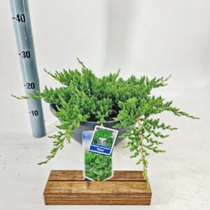 Juniperus procumbens Nana
(1 Plants/Order)(33cmP 25cmH)