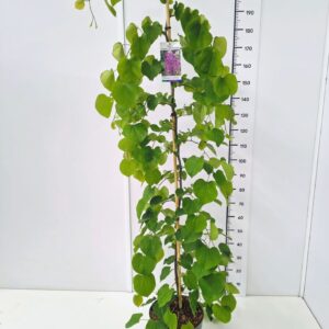 Cercis canadensis Cercis can. 'Lavender Twist' ('Covey') PBR 175-200C12
(1 Plants/Order)(30cmP 200cmH)