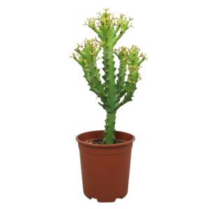 Euphorbia maurentania 27 cm
(2 Plants/Order)(27cmP 75cmH)