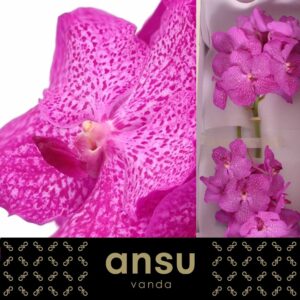 Vanda Nitaya Rosy Vanda Nitaya Rosy
(16 Plants/Order)(cmP 25cmH)