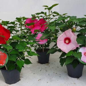 Hibiscus moscheutos Extreme mos.23 mixed
(1 Plants/Order)(23cmP 60cmH)