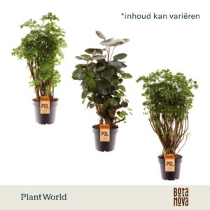 Polyscias mixed (2-3 soorten)
(10 Plants/Order)(12cmP 45cmH)